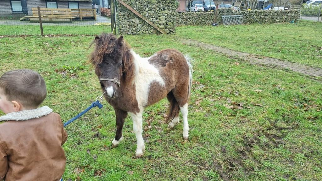 Falabella × Amerikaan Mini Horse moeder en vader aanwezig, Hengst