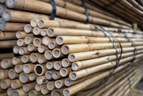 Bamboestokken 25 stuks 270cm, Ophalen, Nieuw, 250 cm of meer, Overige typen