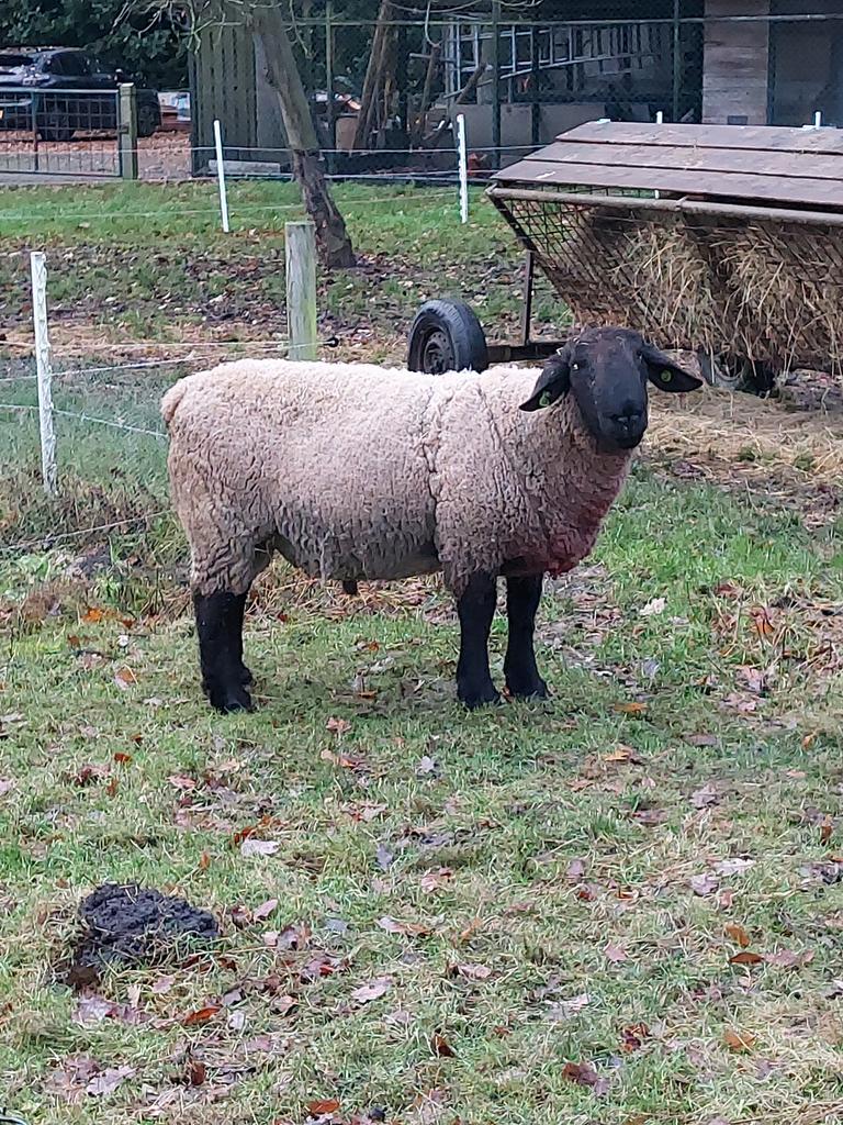 Te koop Suffolk dekram, Dieren en Toebehoren, Mannelijk, Schaap, 3 tot 5 jaar