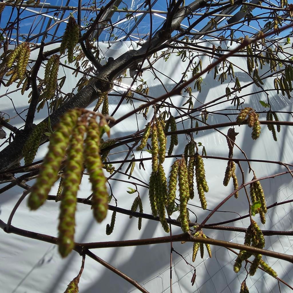 Hazelaar - Corylus avellana boom 4m, Lente, 400 cm of meer, Volle zon, In pot