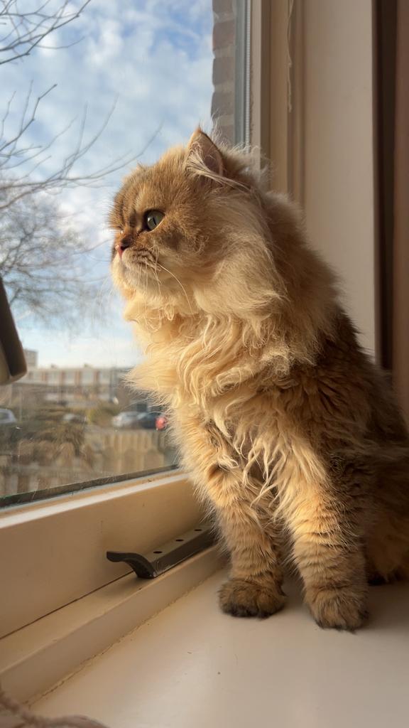 Brits langhaar dekkater (niet te koop), Dieren en Toebehoren, Katten en Kittens | Dekkaters, 0 tot 2 jaar