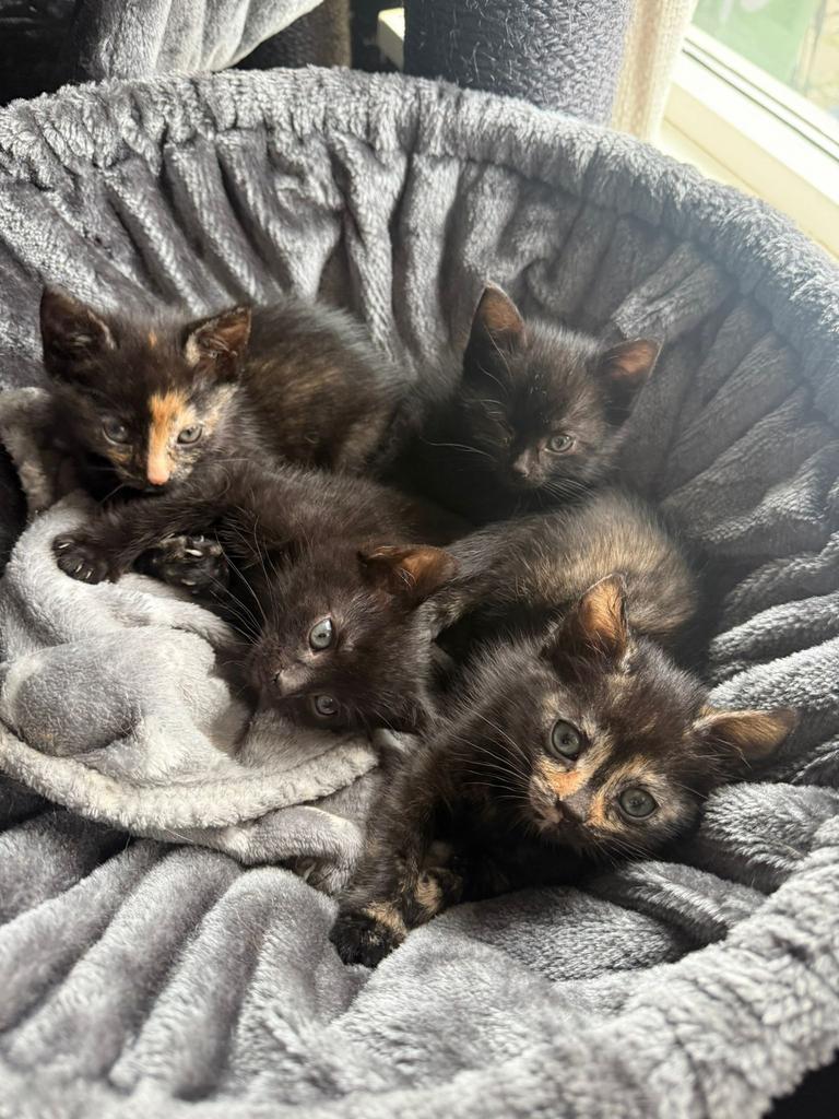 Kittens poesjes en katers, Meerdere dieren, Ontwormd, 0 tot 2 jaar