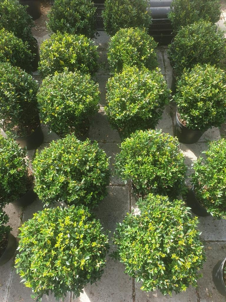 Ilex bolvormig, Ophalen, Hulst, Minder dan 100 cm
