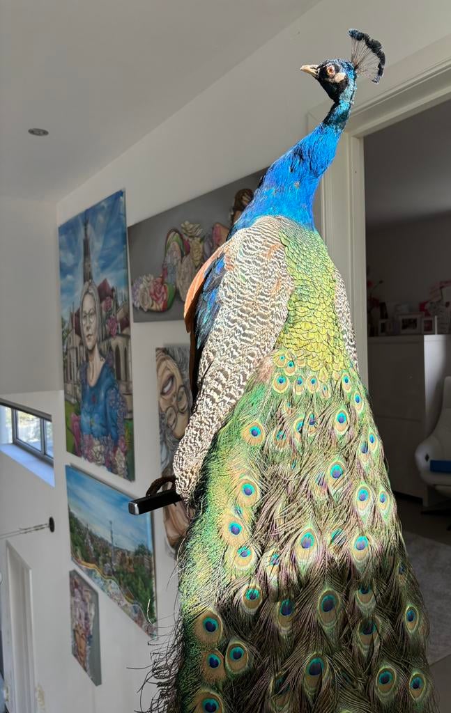 Opgezette pauw, Ophalen, Zo goed als nieuw, Vogel, Opgezet dier