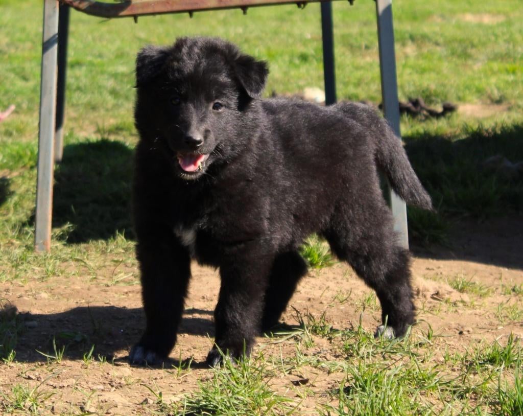 Groenendaeler&tervuurse herder pup, België, Fokker | Hobbymatig, 8 tot 15 weken, Parvo