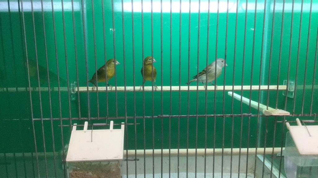 Zwartkopsijs bastaard,  bastaard kanarie, bastaard sijs, Meerdere dieren, Tropenvogel