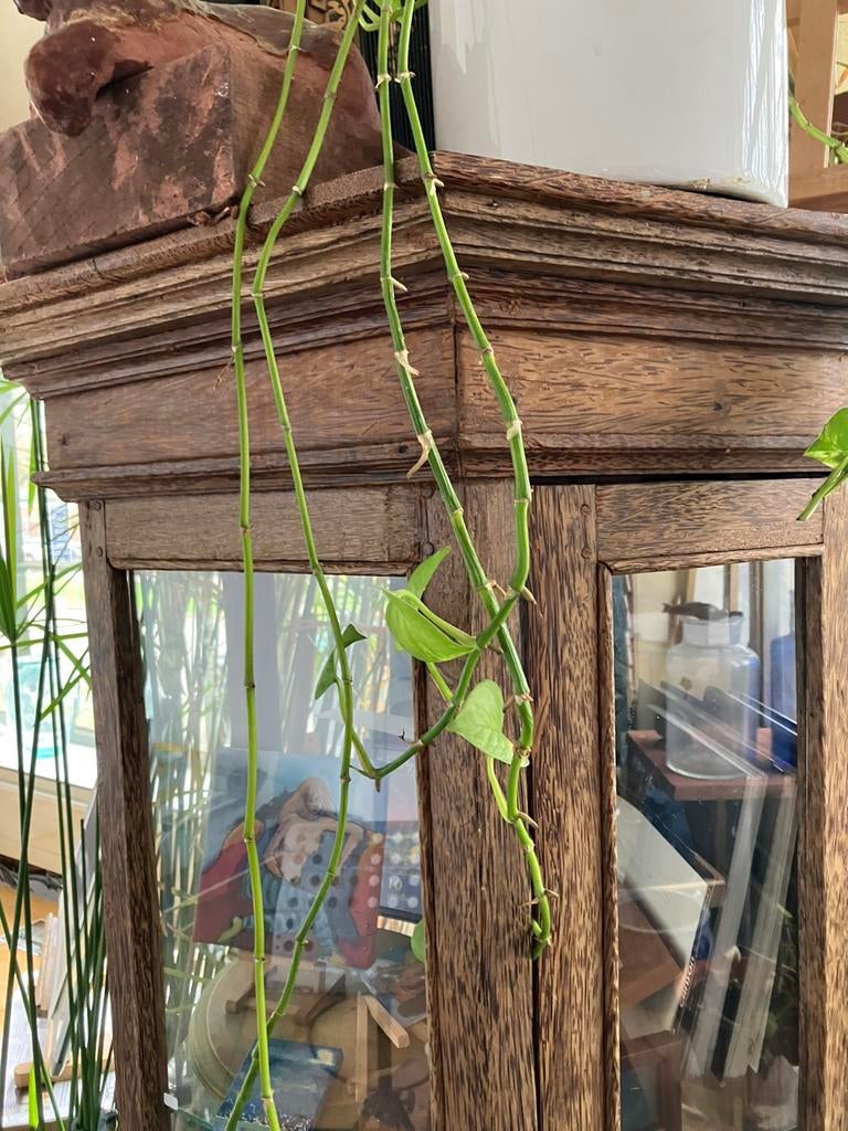 Grote 6 hoekige vitrine , palmhout, Ophalen of Verzenden, Gebruikt, Rechthoekig, 50 tot 75 cm