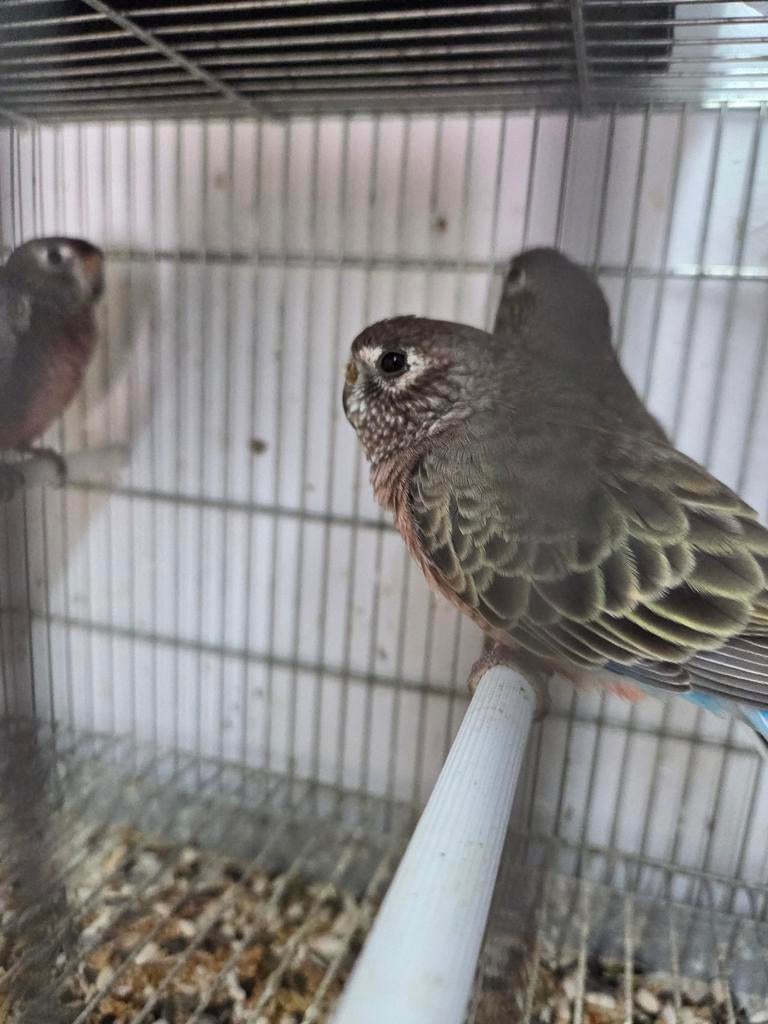 Diverse kromsnavels, Meerdere dieren, Parkiet