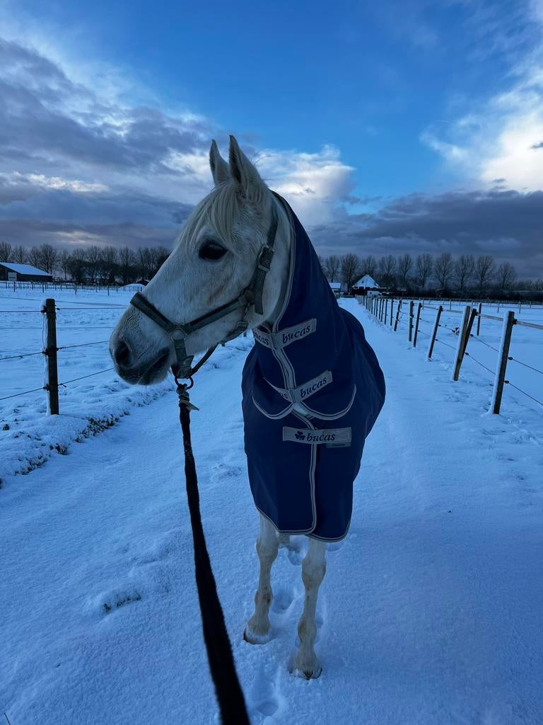 Gezocht pension plekje voor mijn pony, Stalling, 1 paard of pony