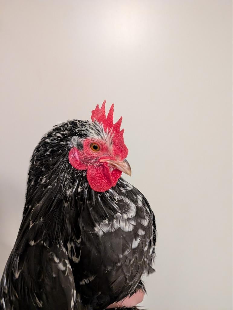 Haan, Dieren en Toebehoren, Pluimvee, Kip, Mannelijk