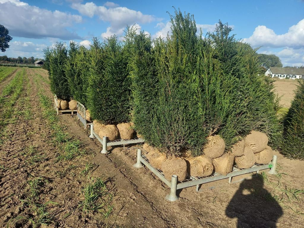 Taxus Baccata, Tuin en Terras, Planten | Struiken en Hagen, Ophalen, Taxus, 100 tot 250 cm