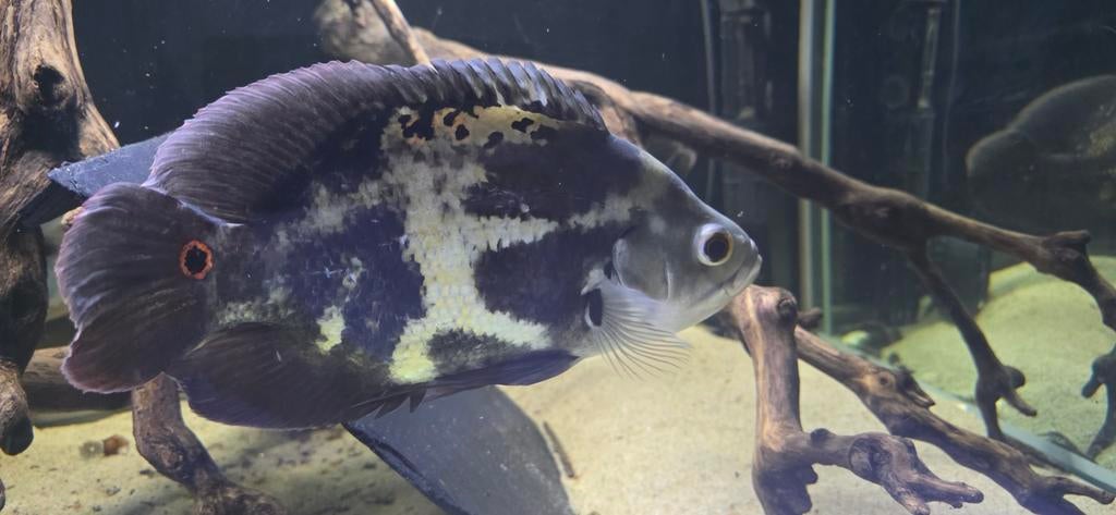 Astronotus mikolji wildvang, Dieren en Toebehoren, Vissen | Aquariumvissen, Vis