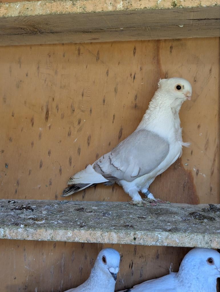 Oosterse meeuwen, doffer, Mannelijk, Overige soorten