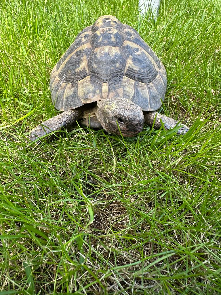 Landschildpad Tortoise - unknown for sale from Nancy