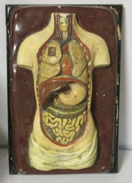 antiek half relief anatomische menselijke torso heel klein !, Verzenden, Geschiedenis