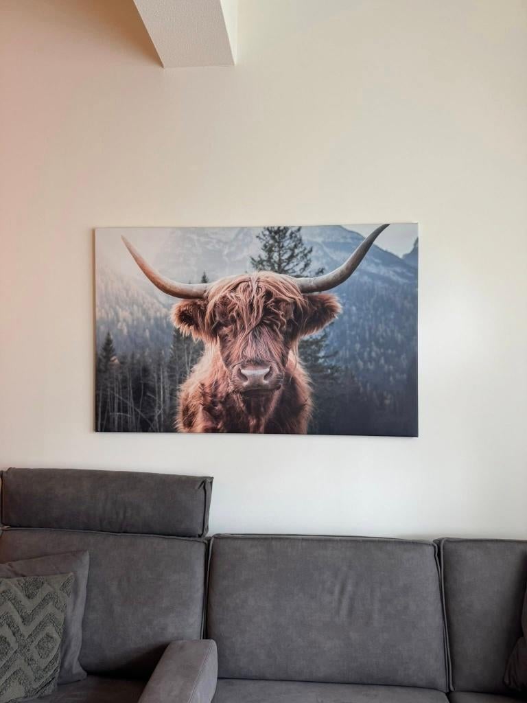 Schilderij Schotse Hooglander, Ophalen, Nieuw, 125 cm of meer, Schilderij