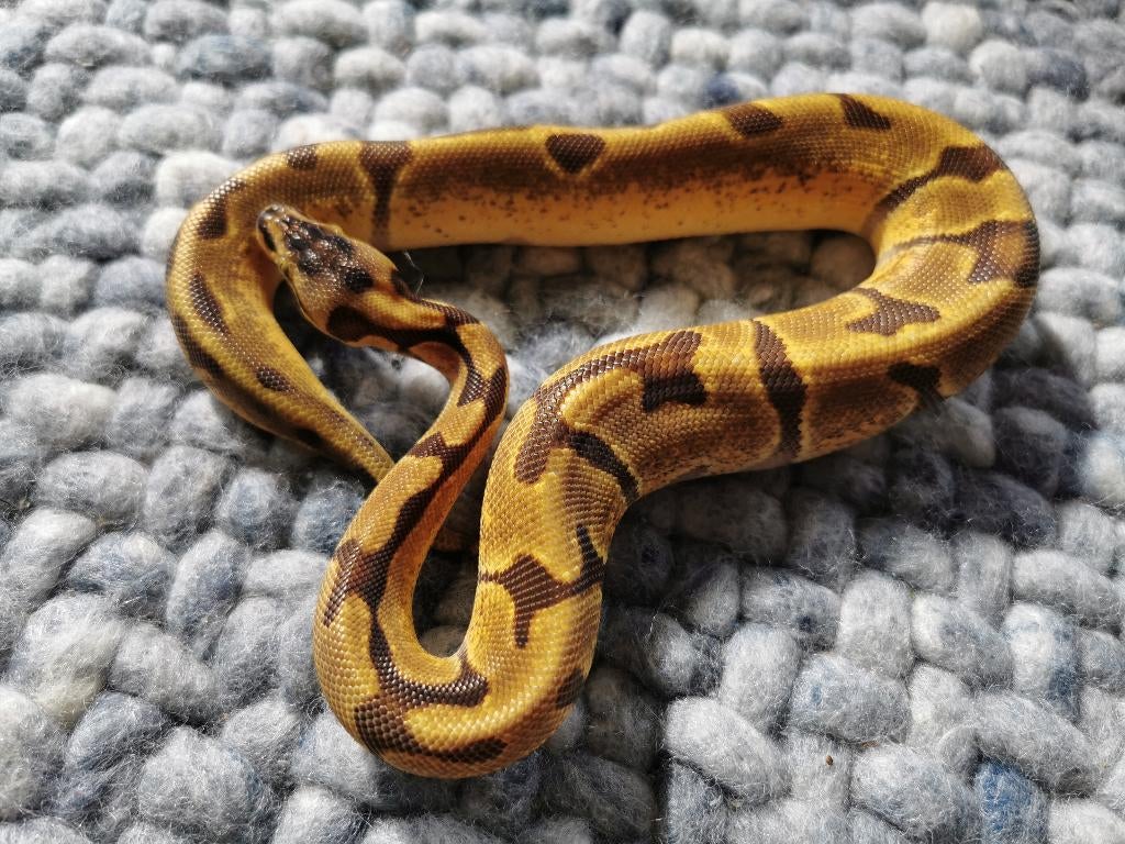 1.0 Super Enchi Koningspython Ball Python - male for sale from Philipse