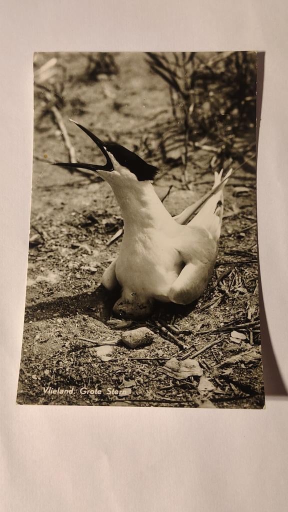 Vlieland Grote Stern, Ophalen of Verzenden, 1980 tot heden, Friesland