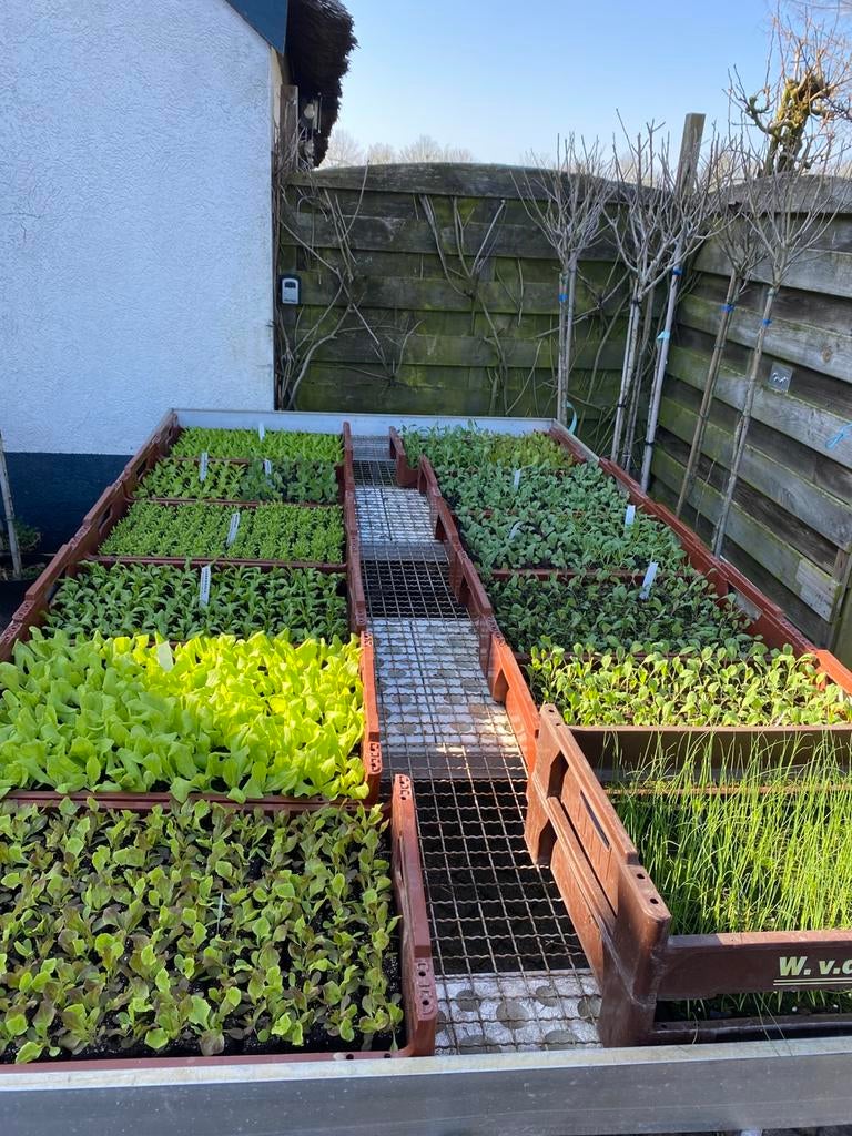 Groenteplantjes, Aardbeien, rabarber, bakje erwt, peul, prei, Tuin en Terras, Planten | Tuinplanten, Ophalen, Eenjarig, Overige soorten