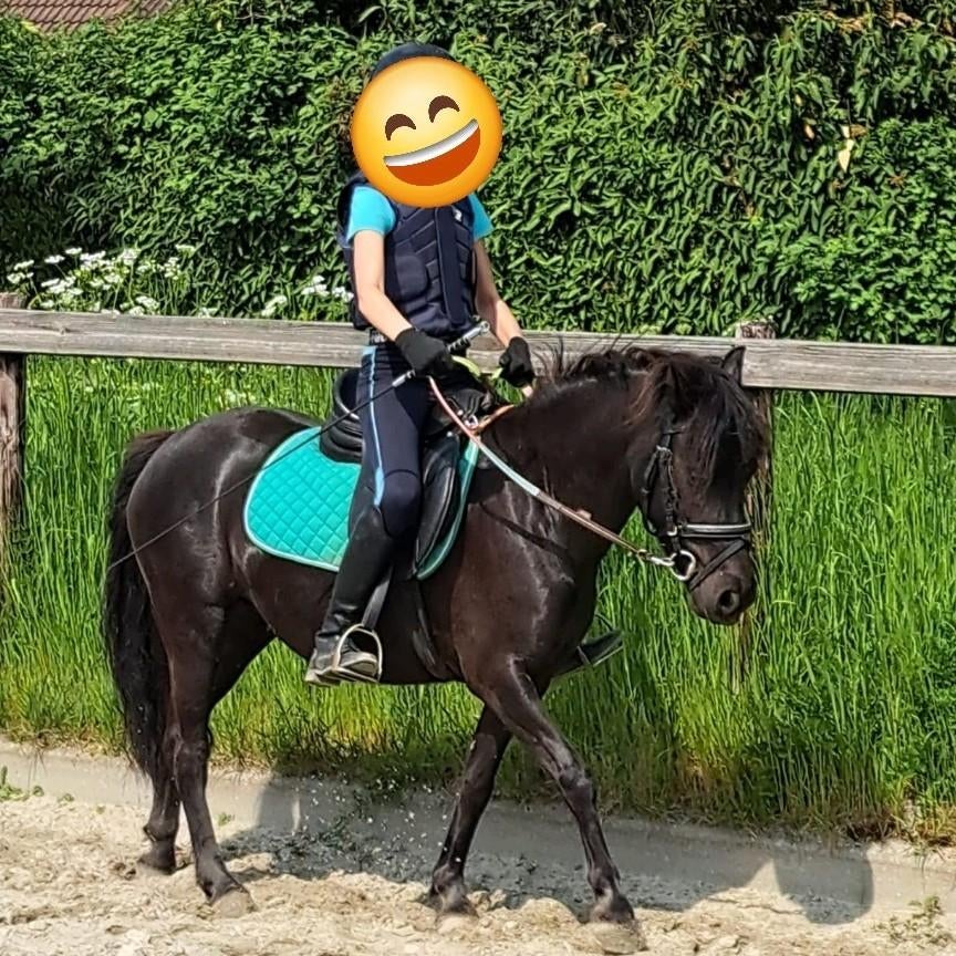 Brave kinderpony, bomproof, grote B pony en mini shetlander, Dieren en Toebehoren, Pony's, B, 7 tot 10 jaar, B pony (1.17m tot 1.27m)