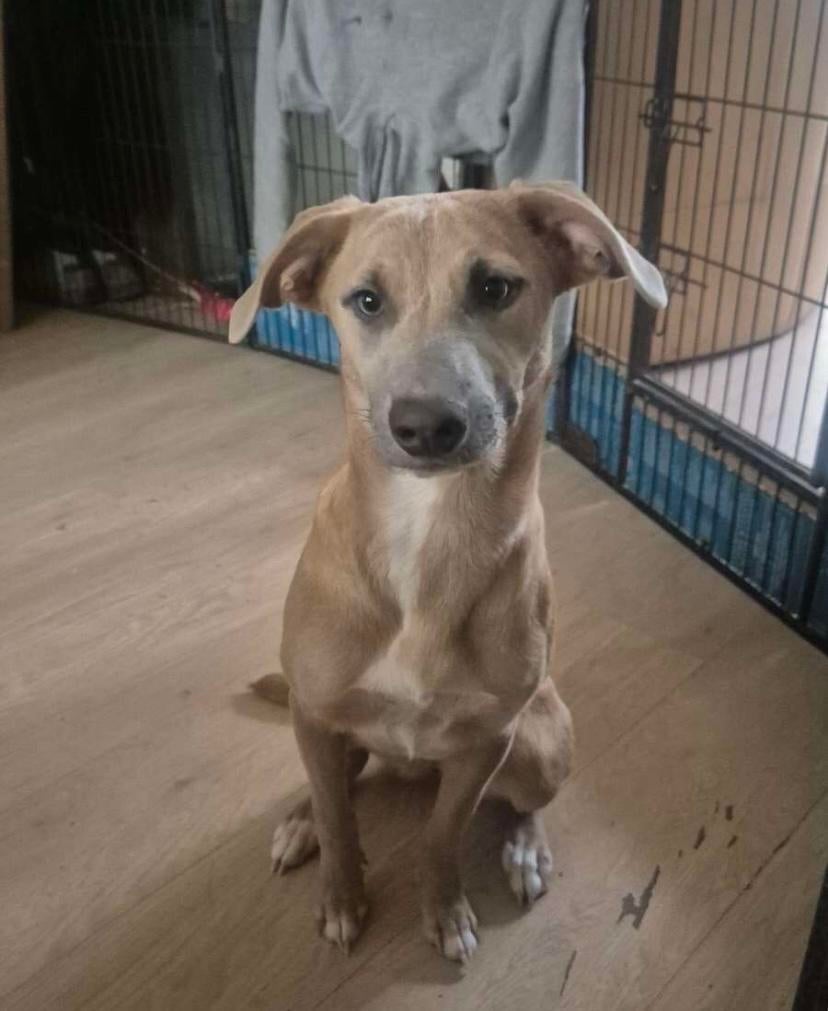 Kruising pup te koop, Dieren en Toebehoren, Honden | Niet-rashonden, Middel, Teef, Particulier, Eén hond, Nederland, 15 weken tot 1 jaar