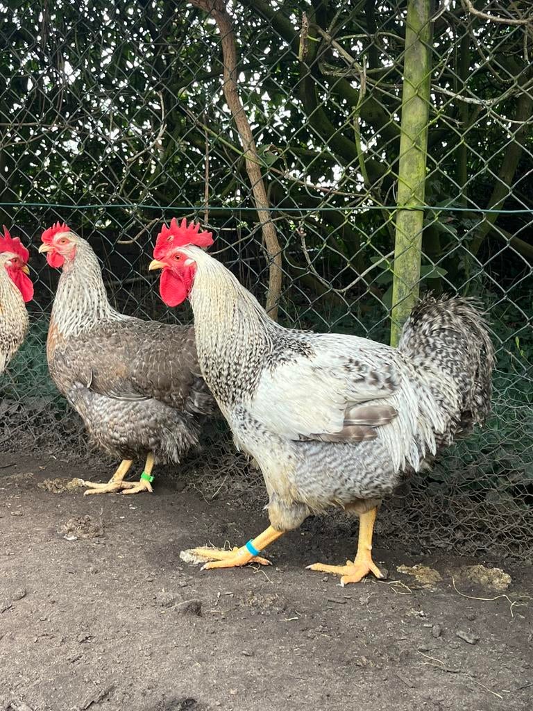 Broedeieren Bielefelder groot zilver, Dieren en Toebehoren, Pluimvee, Kip, Geslacht onbekend