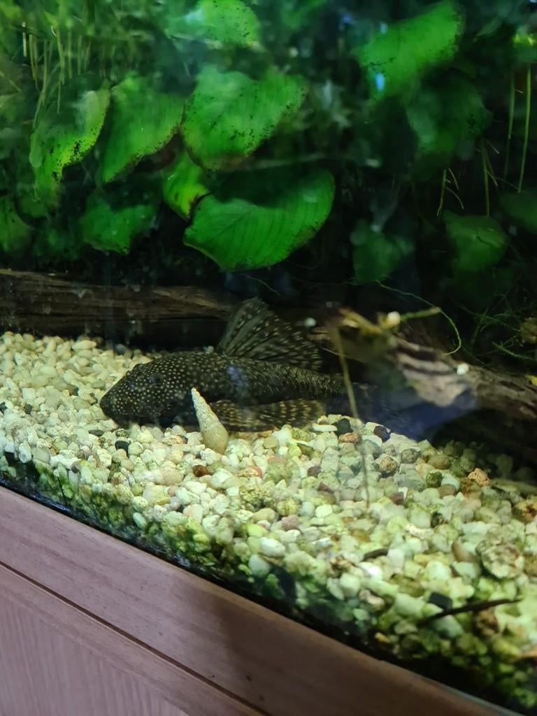 pleco algeneter 15 cm teab, Vis, Zoetwatervis
