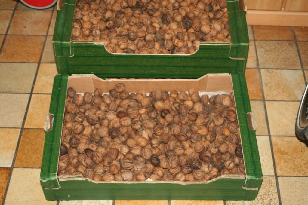 Biologische walnoten uit eigen tuin., Diversen, Levensmiddelen, Ophalen of Verzenden