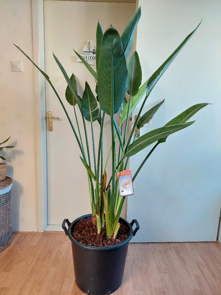 XL Strelitzia Reginae-Paradijsvogelbloem/Paradijsvogelplant, Ophalen, Overige soorten, Halfschaduw, 150 tot 200 cm