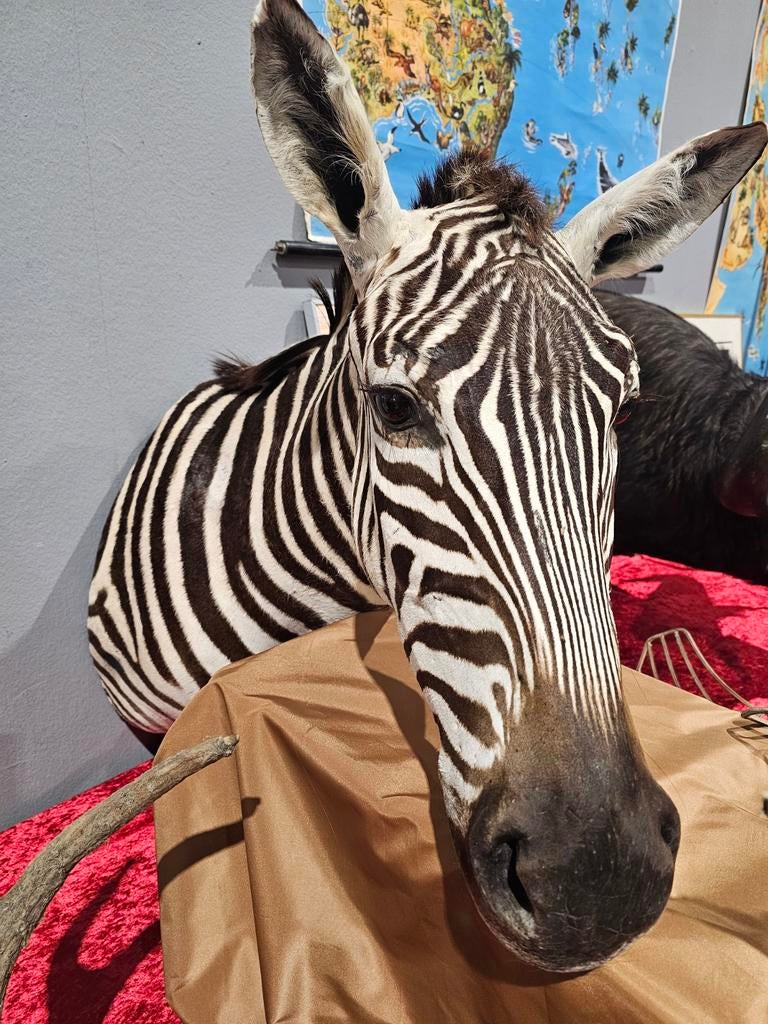 Zebra opgezette kop, Ophalen