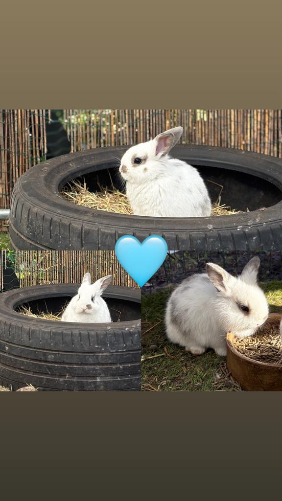Nog 1 Lief baby konijntje (ram), Dieren en Toebehoren, Konijnen, Mannelijk, Dwerg