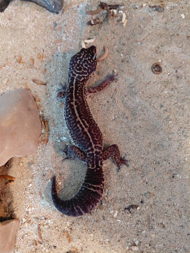 Luipaardgekko BN Cross Leopard Gecko - female for sale from Miep