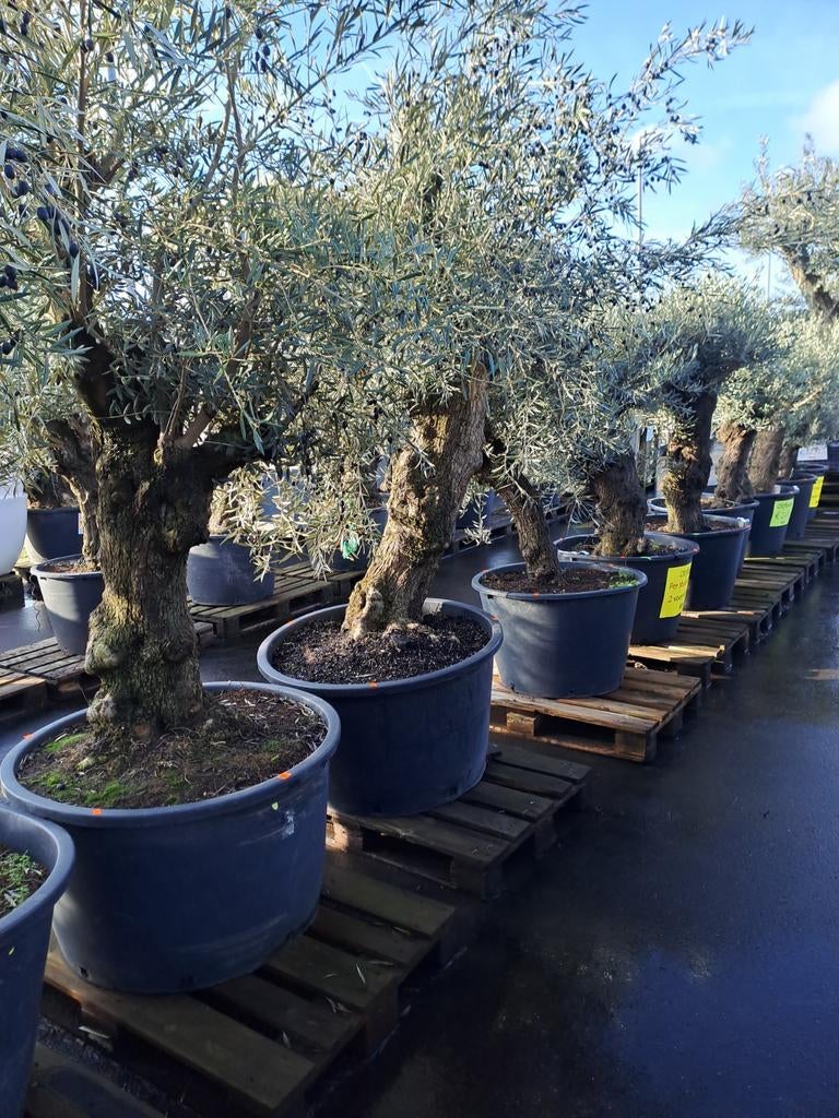 Grote Olijfbomen - Tuincentrum van der Spek, Bloeit niet, Olijfboom, 250 tot 400 cm, Ophalen