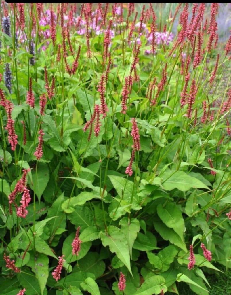 Persicaria amplexicaulus duizendknoop, Vaste plant, Halfschaduw, Zomer, Ophalen