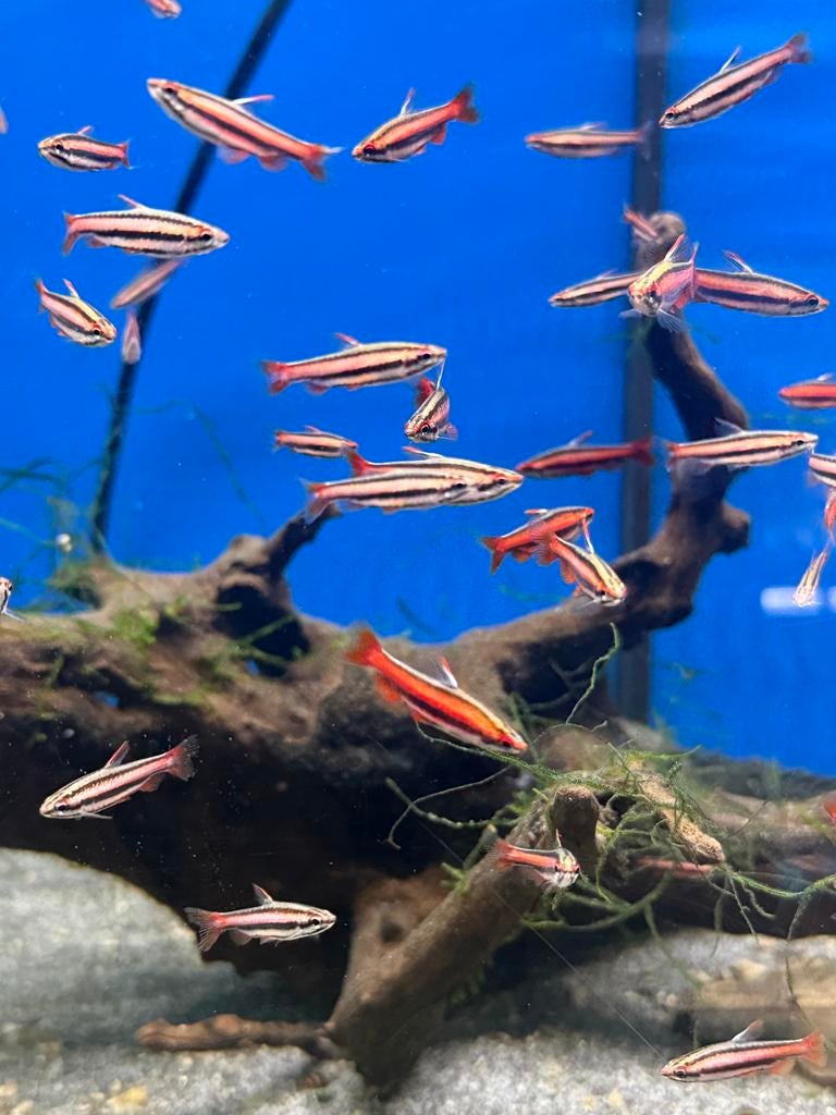 Nannostomus morthenthaleri, Vis, Zoetwatervis, Schoolvis