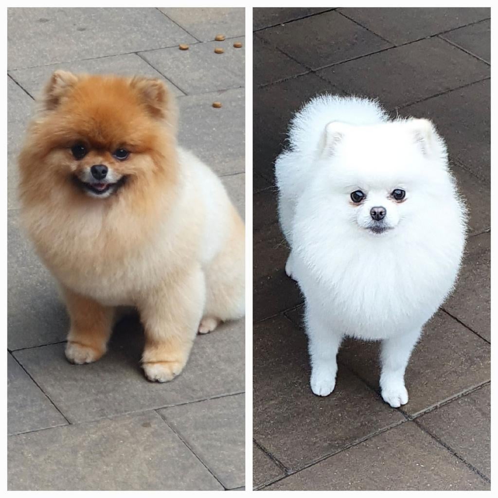 Pomeriaan FCI dekreutjes GETEST niet te koop, Dieren en Toebehoren, Parvo, Particulier, Reu, 1 tot 2 jaar