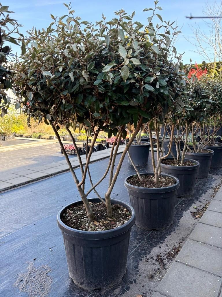 Elaeagnus ebb. ‘Compacta’ Meerstammig (mooi vertakt), In pot, Bloeit niet, Halfschaduw, 100 tot 250 cm