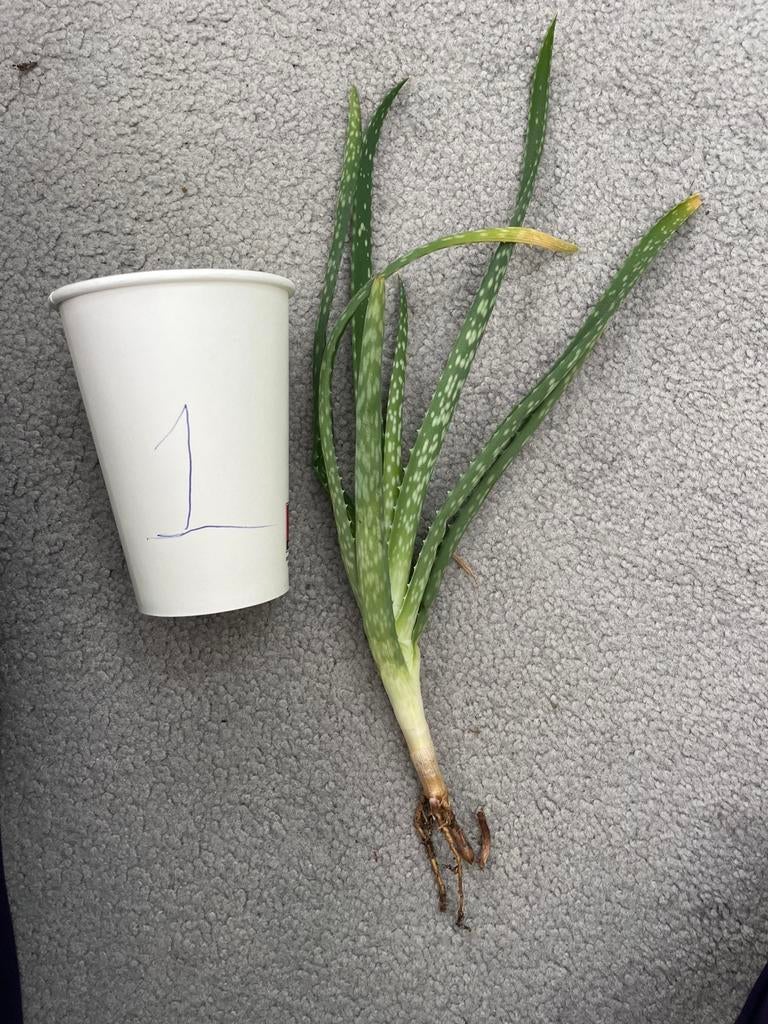Diverse Aloe Vera stekjes beschikbaar, Huis en Inrichting, Kamerplanten, Ophalen