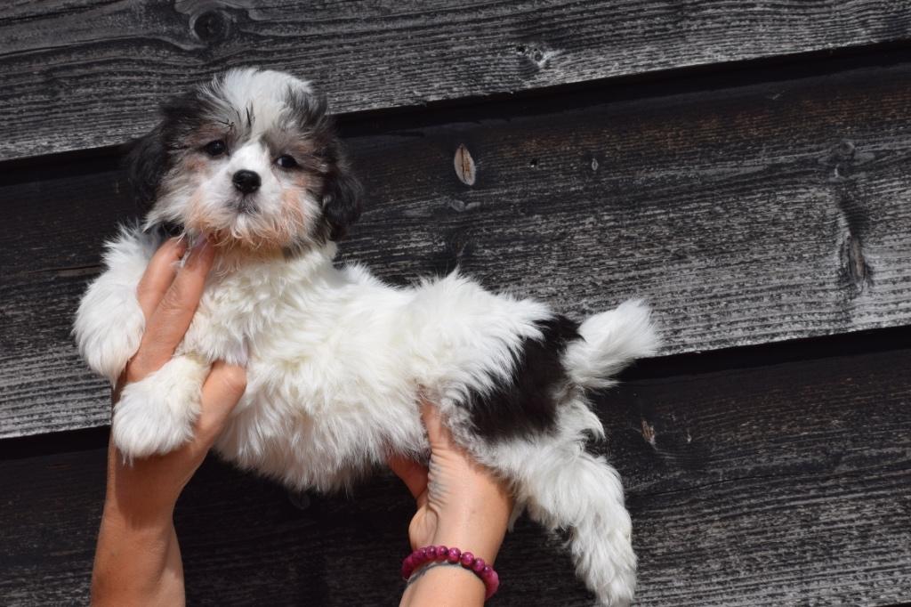 Havanezer pups, Dieren en Toebehoren, 15 weken tot 1 jaar, Overige rassen, Buitenland, Parvo