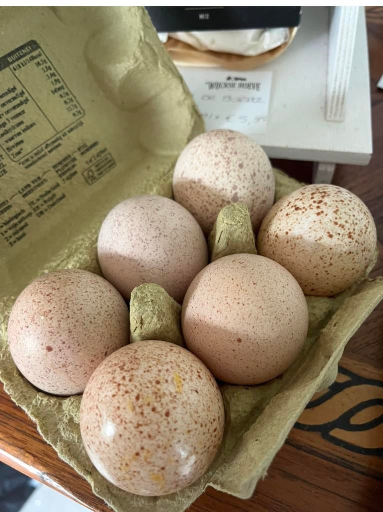 Broedeieren Ronquiere kalkoen, Geslacht onbekend, Kalkoen