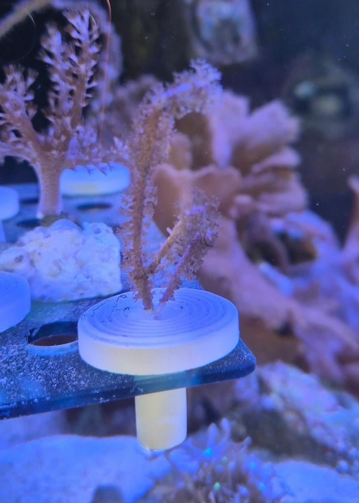 Antillogorgia acerosa (fluffy) koraal, Dieren en Toebehoren, Overige typen