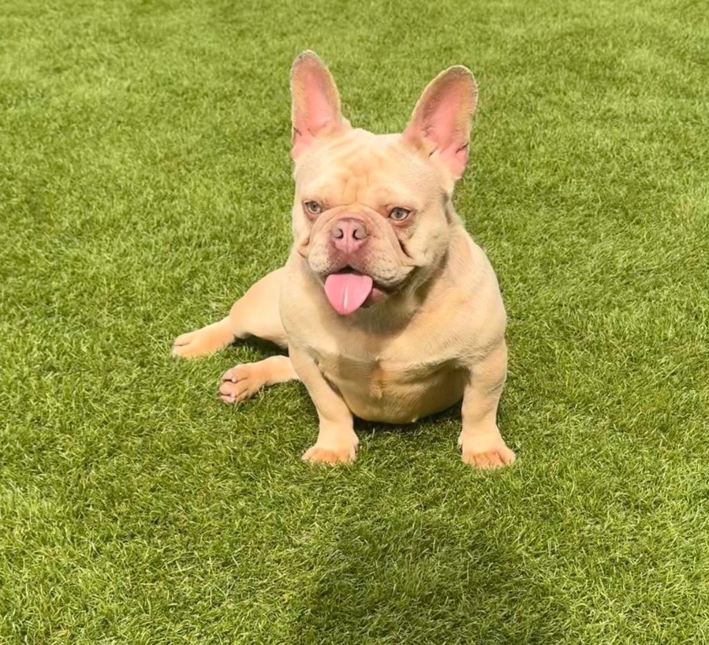 Isabella Frans Bulldog teefje, Dieren en Toebehoren, Honden | Bulldogs, Pinschers en Molossers, Teef, Bulldog, Fokker | Hobbymatig