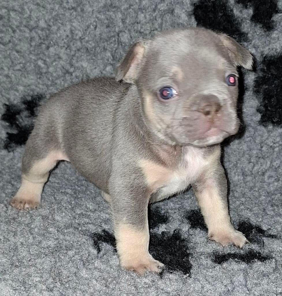 Prachtig Nest Franse Bulldog, 8 tot 15 weken, Bulldog, Meerdere dieren, Eén hond