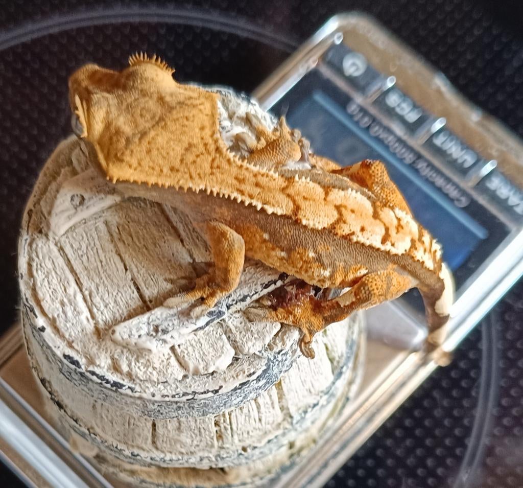 Wimpergekko nakweek 2025 harlequin Crested Gecko - unknown for sale from Sabrina
