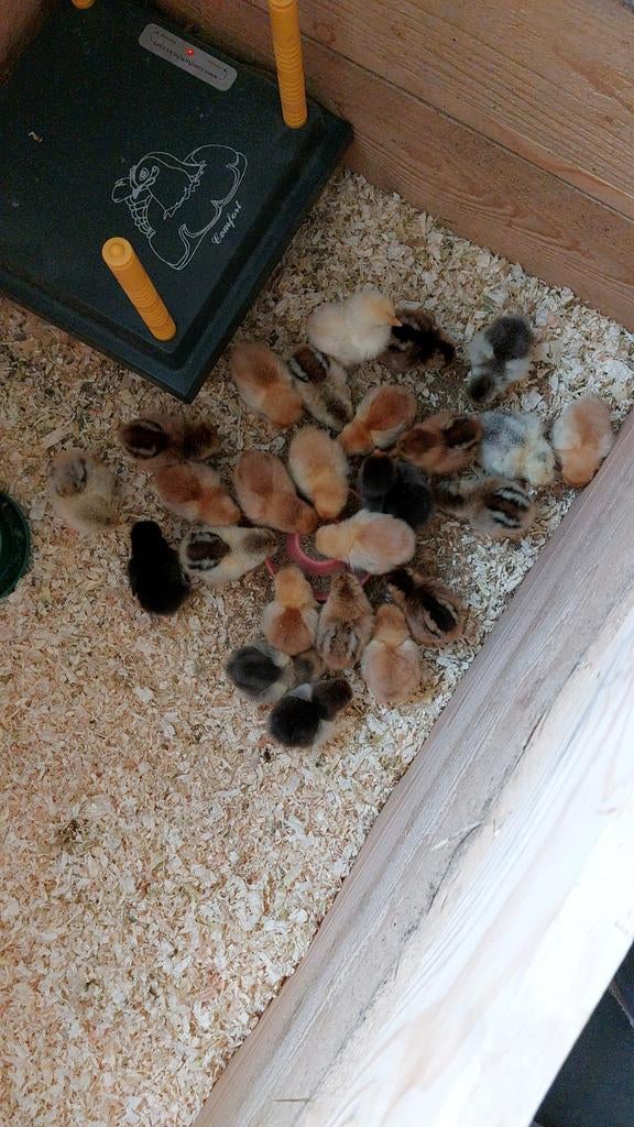 Cochin kuikentjes, Dieren en Toebehoren, Geslacht onbekend, Kip