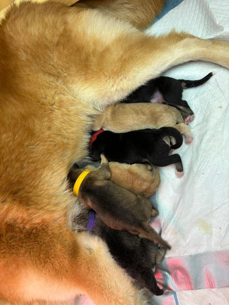 Uniek nestje pomsky pups – Disney thema – zeldzame kleuren!, België, Particulier, Overige rassen, 8 tot 15 weken