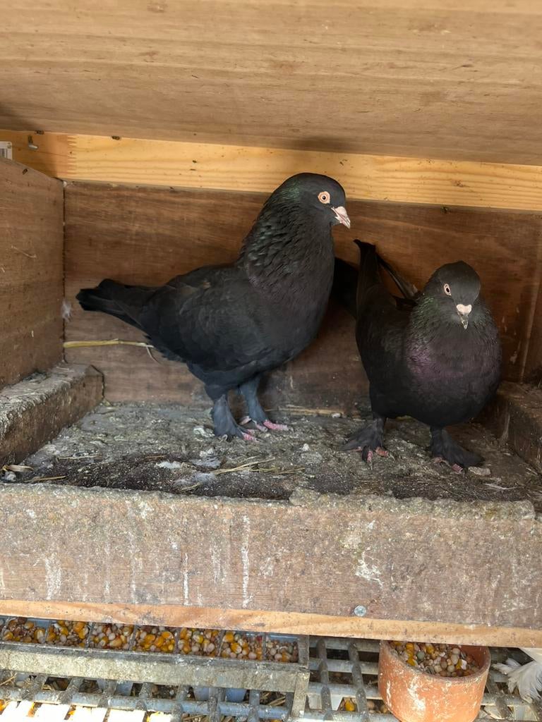 Takla duiven, Meerdere dieren, Postduif