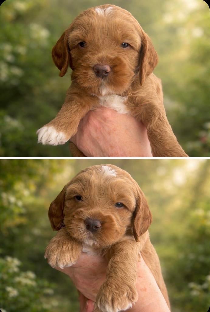 Australian labradoodle reutje, Dieren en Toebehoren, Honden | Niet-rashonden, Parvo, Reu, 8 tot 15 weken, Meerdere