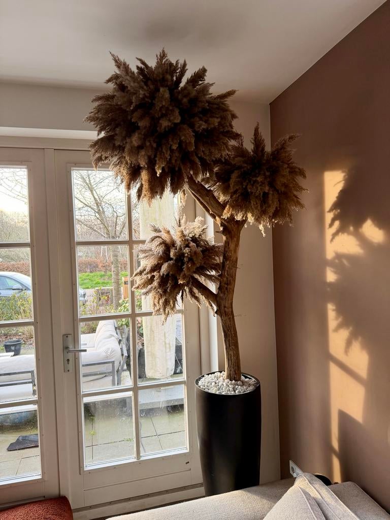 Decoratieve Pampasgras Boom in Pot groot, 200 cm of meer, Volledige schaduw, Overige soorten, Ophalen of Verzenden