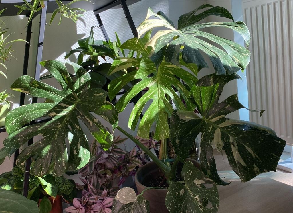 Monstera Thai Constellation, Huis en Inrichting, Kamerplanten, Ophalen of Verzenden, In pot, Volle zon, 100 tot 150 cm